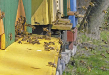 Jesienne rabunki w pasiekach