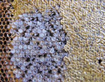 Przydatność syropów izoglukozowych i inwertowanych w dokarmianiu pszczół