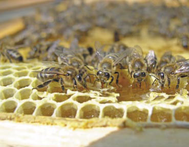 Uzupełnianie zapasów zimowych