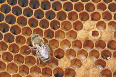 Intensywny wychów czerwia przez rodziny pszczele