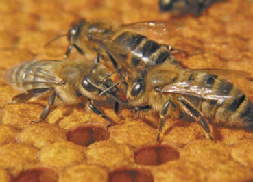 Skład oraz właściwości biologiczne i lecznicze mleczka pszczelego