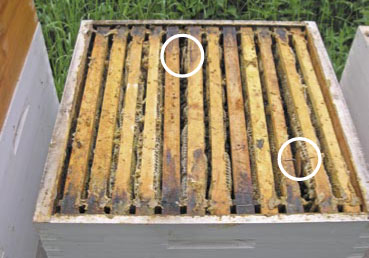 Całoroczna walka z varroa destructor w republice czeskiej