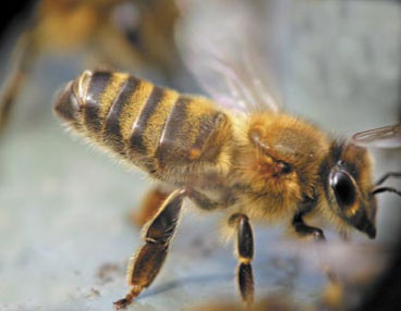 Grzyby entomopatogenne pszczoły miodnej