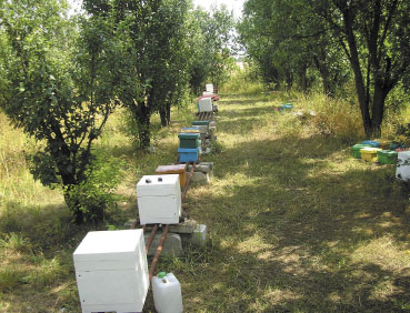 Naturalne unasiennianie matek pszczelich