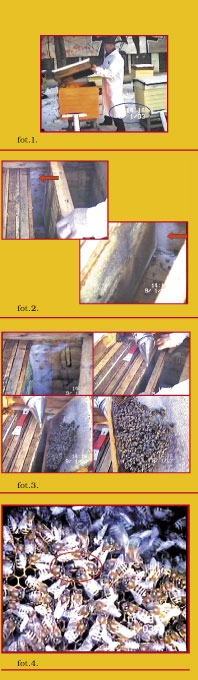 Zimowy przegląd rodziny pszczelej