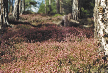 Wrzos. Pożytek ważny, ale trudny
