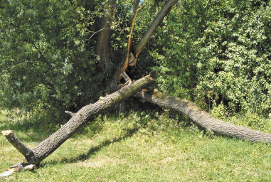 Opuszczone gniazdo pszczół