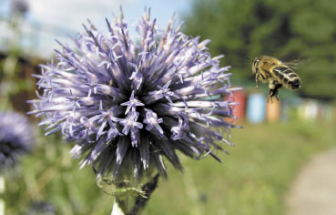 Biologia rodziny pszczelej