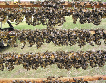 Sztuczna inseminacja metodą rozrodu pszczół