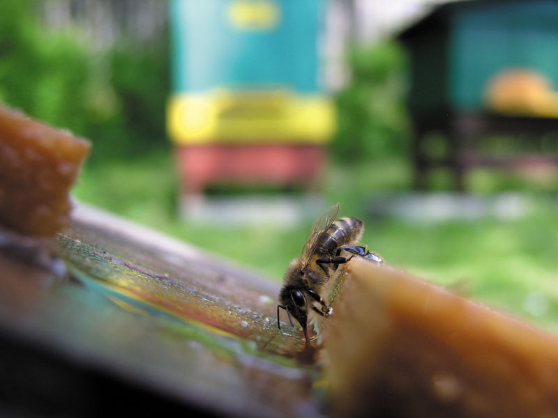 Odkłady zmniejszają uzysk miodu