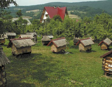 O niektórych problemach w prowadzeniu pasiek