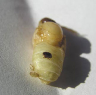 Preparaty stosowane w niszczeniu pasożyta Varroa destructor w latach 1996-2005