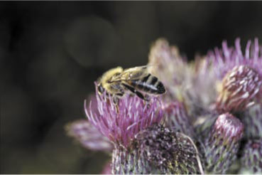 Rok pszczelarski w zapisie cz. VI