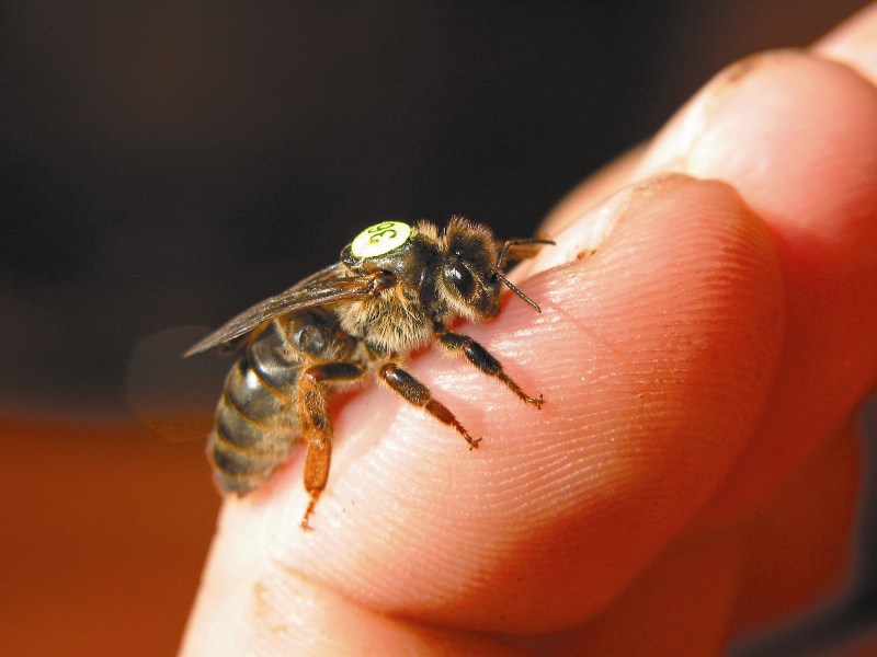 Nowe spojrzenie na niektóre elementy mowy pszczół