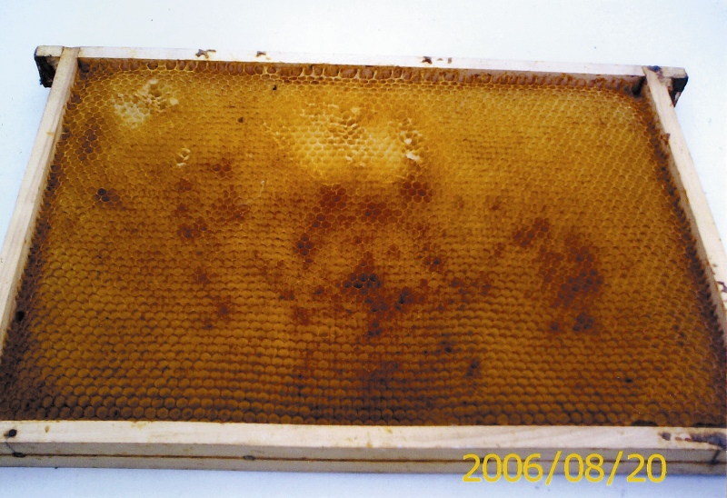 Węza gruba czy cienka?