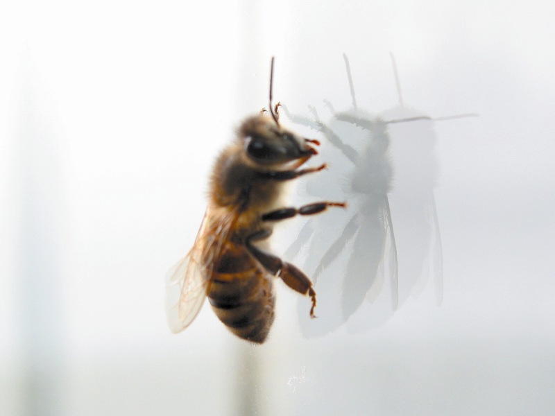 Feromony pszczół, ich źródło oraz rola w rodzinie pszczelej