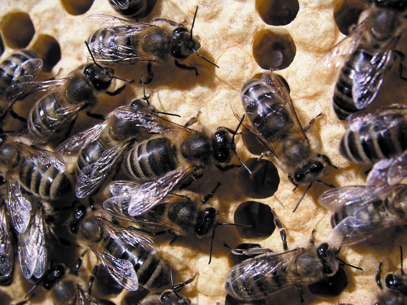 Oporność Varroa destructor na syntetyczne akarycydy kontaktowe 