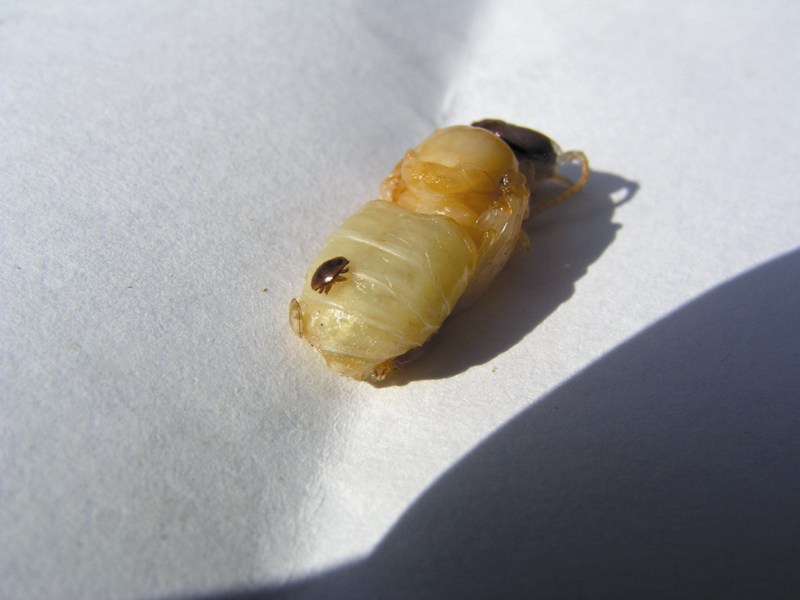 Biologia pasożytniczego roztocza pszczół Varroa destructor