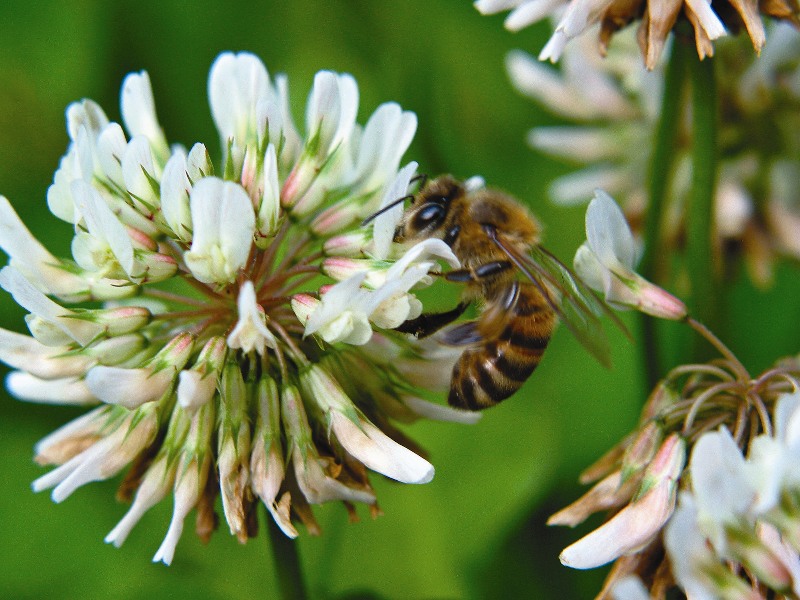 Znaczenie pszczoły miodnej w zapylaniu roślin entomofilnych