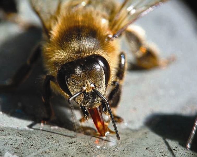 Feromony pszczół, ich źródło oraz rola w rodzinie pszczelej
