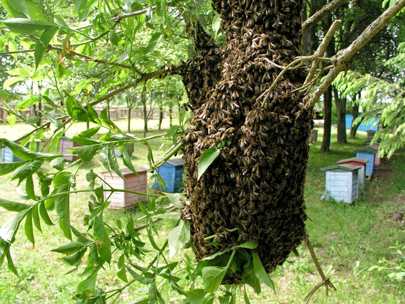 Nastrój rojowy w pasiece