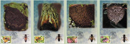 Pszczelarstwo w filatelistyce Karty maksimum