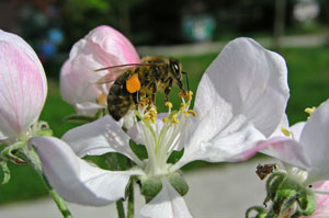 Strategia zdobywania pyłku przez pszczołę miodną