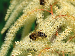 Jakie wsparcie mają austriaccy pszczelarze