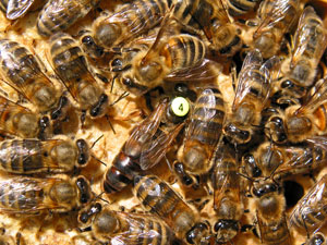 O zjawisku dwóch matek czerwiących w tej samej rodzinie pszczelej 