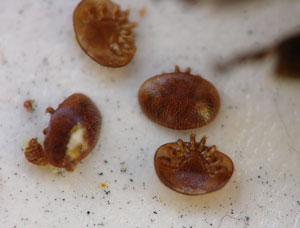 W mojej Pasiece - Warroza i nasze na nią sposoby