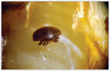 Moja metoda zintegrowanej walki z Varroa destructor