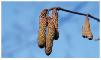 Drzewa i krzewy dla naszej pasieki