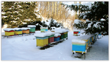 Zimowa pasieka, cz. 1.