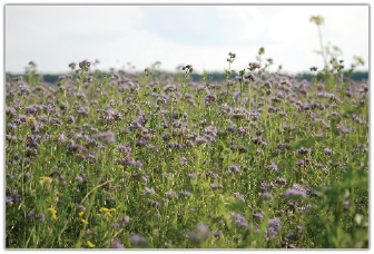 Miód faceliowy i inne miody