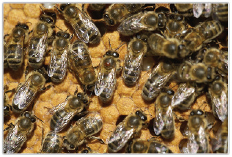 Moja metoda zintegrowanej walki z Varroa destructor, cz. 2.