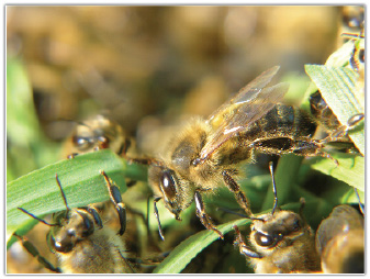 Rodowód bez tajemnic, cz. 1.