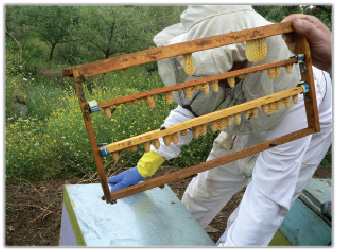 Pozyskiwanie mleczka pszczelego