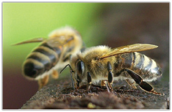 Apitoksynoterapia efeksoryczna a grypa A/H1N1