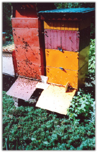 Rozważania o możliwości zwiększenia zbioru miodu