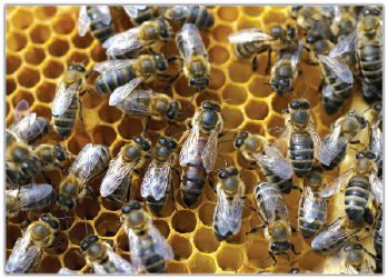 Izolowanie matek pszczelich