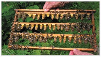 Rodowód bez tajemnic, cz. 3.