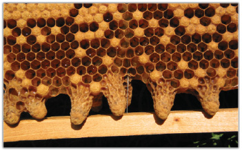 Przyczyny częstej wymiany matek przez pszczoły