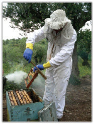 Pozyskiwanie mleczka pszczelego, cz. 2.