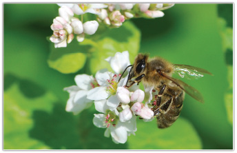 Gryka – roślina pożytku letniego i poźnoletniego