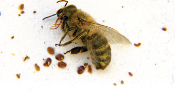 Czy pszczoła jest odporna