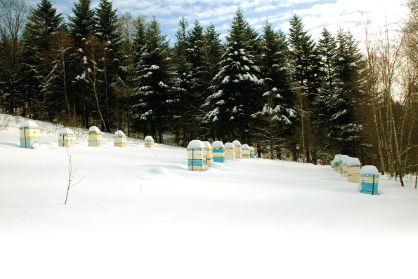 Zimowanie rodzin po powrocie z wrzosowiska