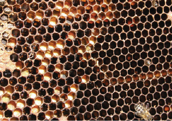 Zwalczanie mola woskowego