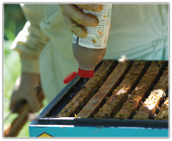 Monitorowanie mikroklimatu rodziny pszczelej system WMA, cz. 6.