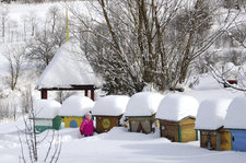 Problem z zimowlą. Pasieka na ogródkach działkowych 
