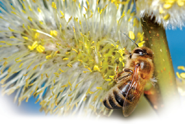 Wiosenne prace w pasiece, cz. 1.